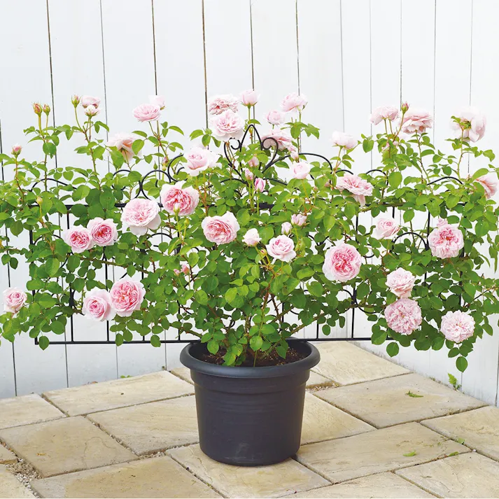 デザイントレリス 885