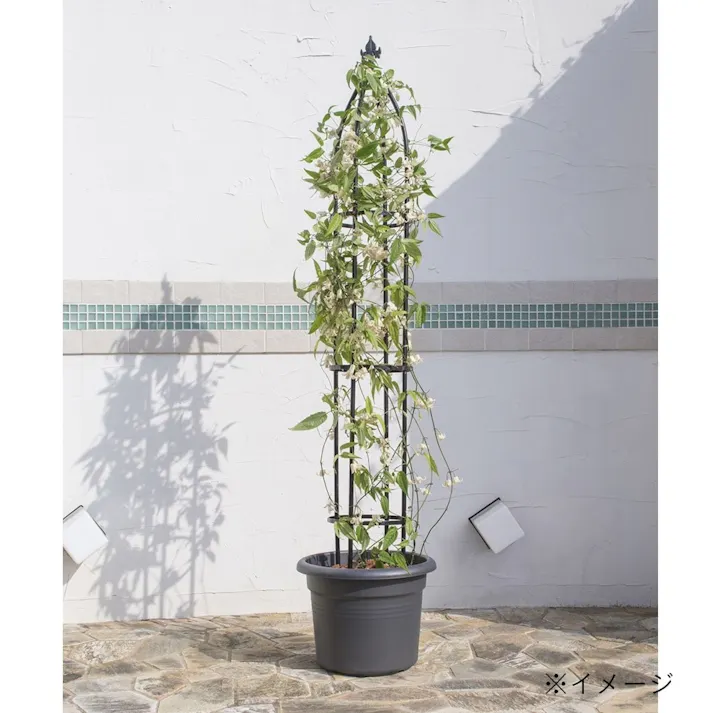 オベリスク スリム ショート