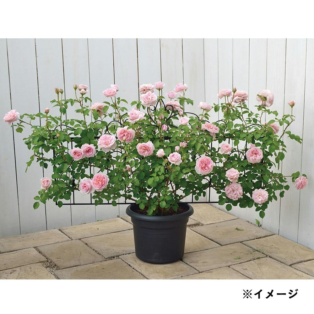 新品 デザイントレリス ガーデニング用品 デザイントレリス 2100 GSTR-RC17L 4975149344857