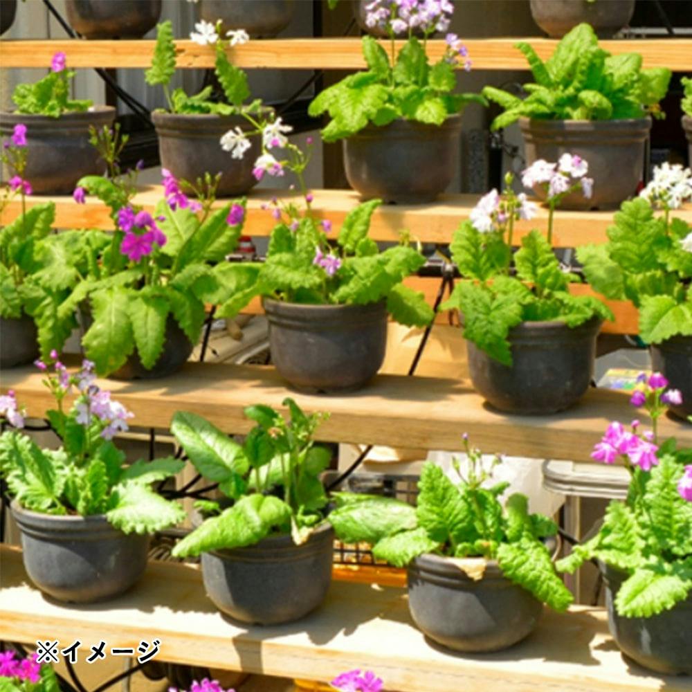 タカギ ポットスプリンクラー 噴水 GKS104 | 散水用品・ホース 通販