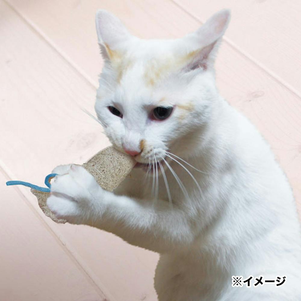 ネコママさま❤️専用きんがくまちけさかな 山形産 玉サバ(11〜13cm) ※すごく立派な体型！まんまるボディ