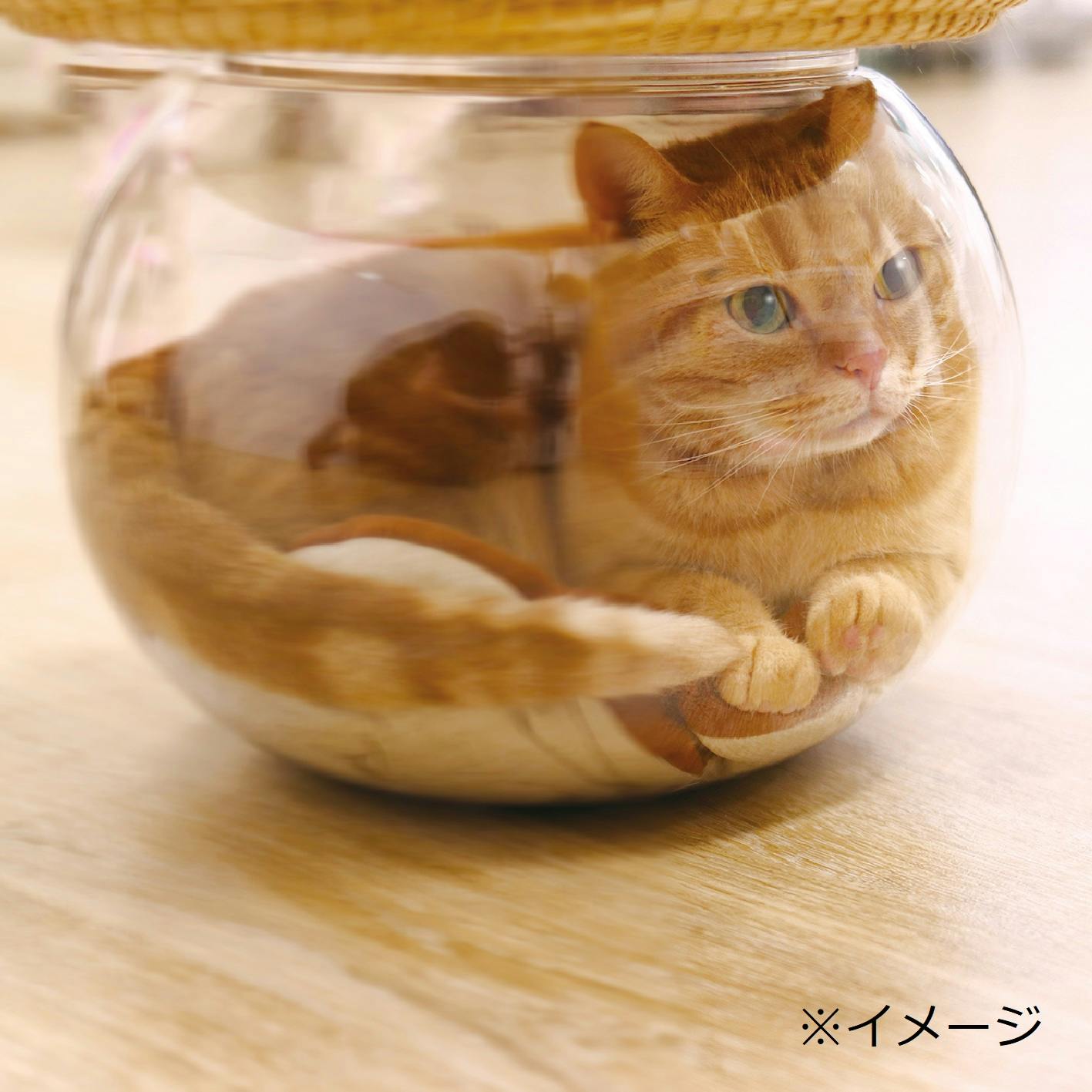 にゃんこの金魚鉢 | ペット用品(猫) 通販 | ホームセンターの にゃんこの金魚鉢 | ペット用品(猫) 通販 | ホームセンターの