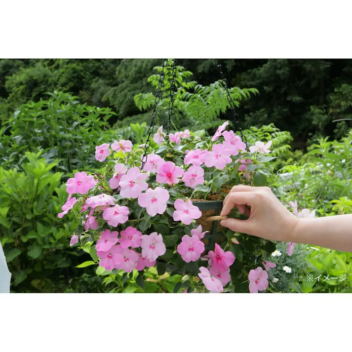 ハイポネックス スティック 35g(30本入り)