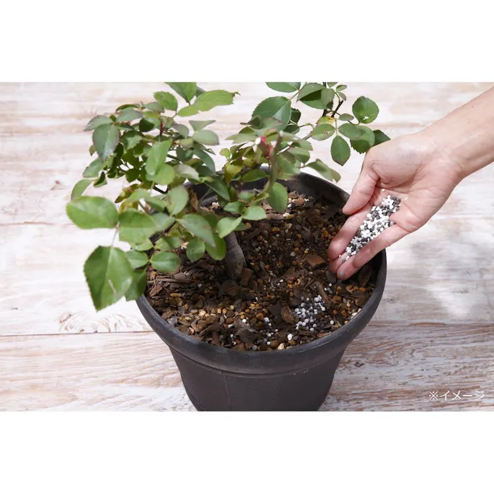 ブリリアントガーデン バラのまくだけ肥料 550g