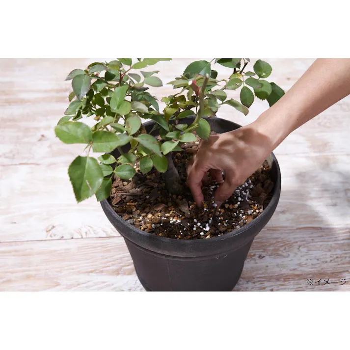 ブリリアントガーデン バラのまくだけ肥料 550g