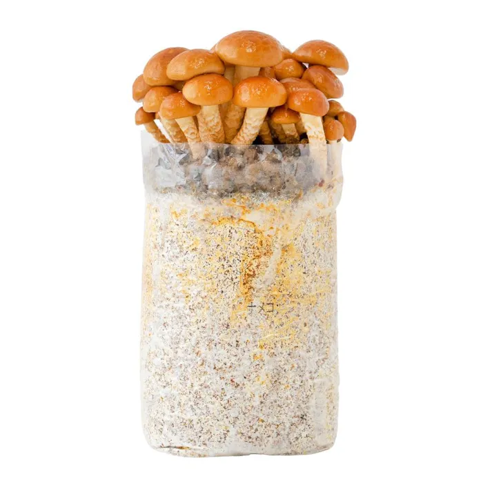 森のなめこ農園