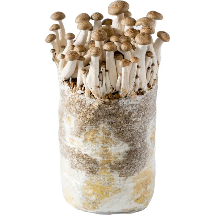 もりのぶなしめじ農園 栽培キット