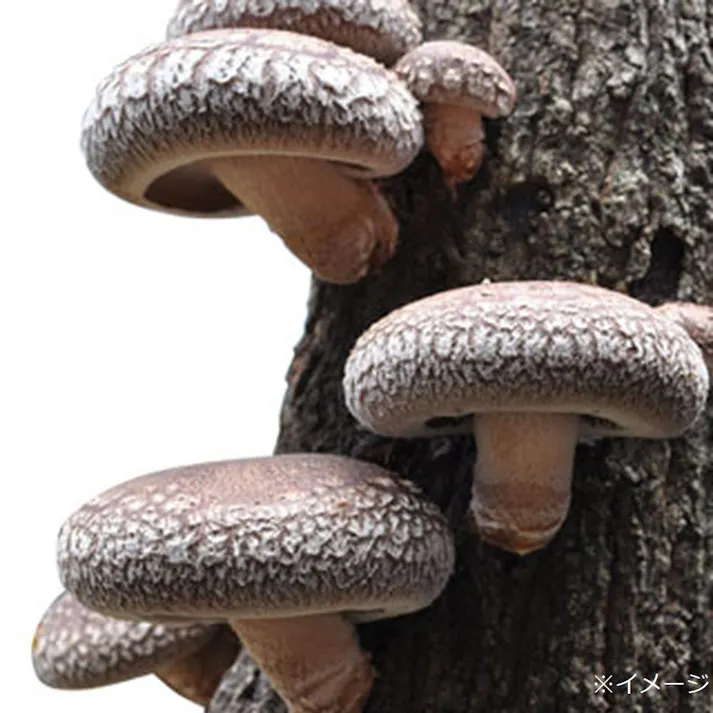 しいたけの種 もりの金太郎 100個入