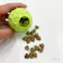 Favo ポケットボール ライム