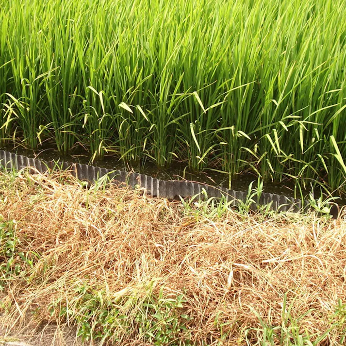 黒ポリ園芸シート 1.5mm×30cm×10m