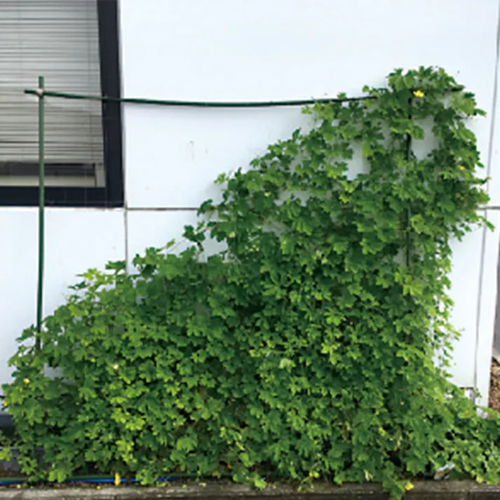 あれ?見えない!?つるものネット 1.8×3.6m