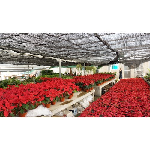 ネデンヨラカイタンハ　25日迄 4521989038410_01.jpg