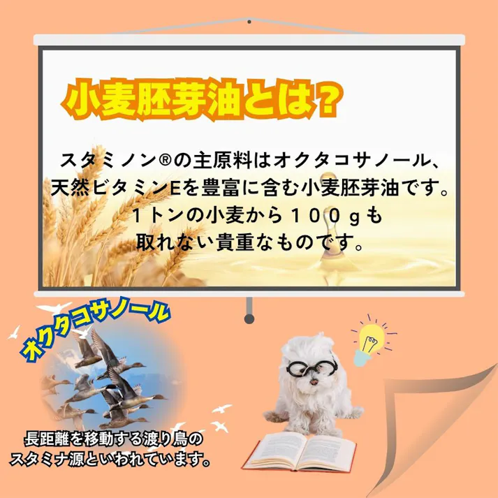チョイスプラススタミノン食欲がないときに40g
