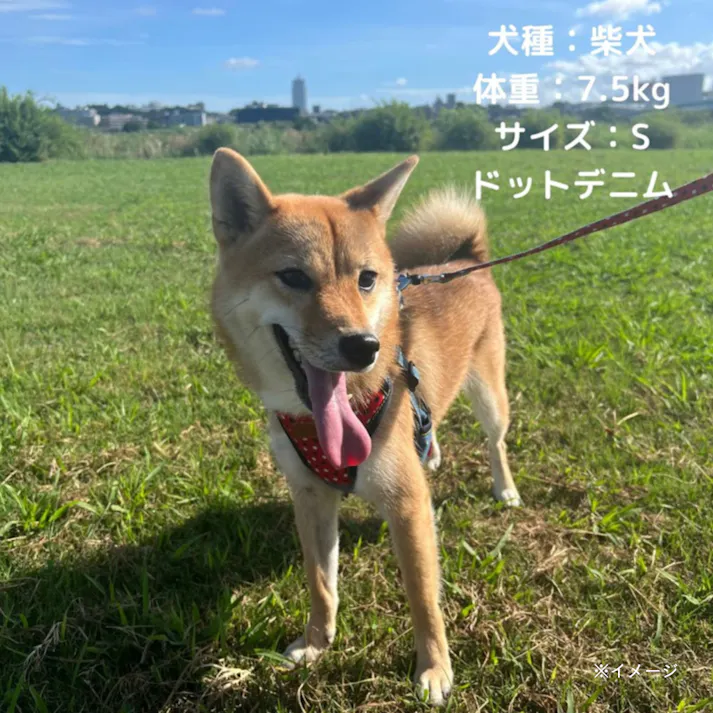 エブリデイ ドットデニム平リード レッド S