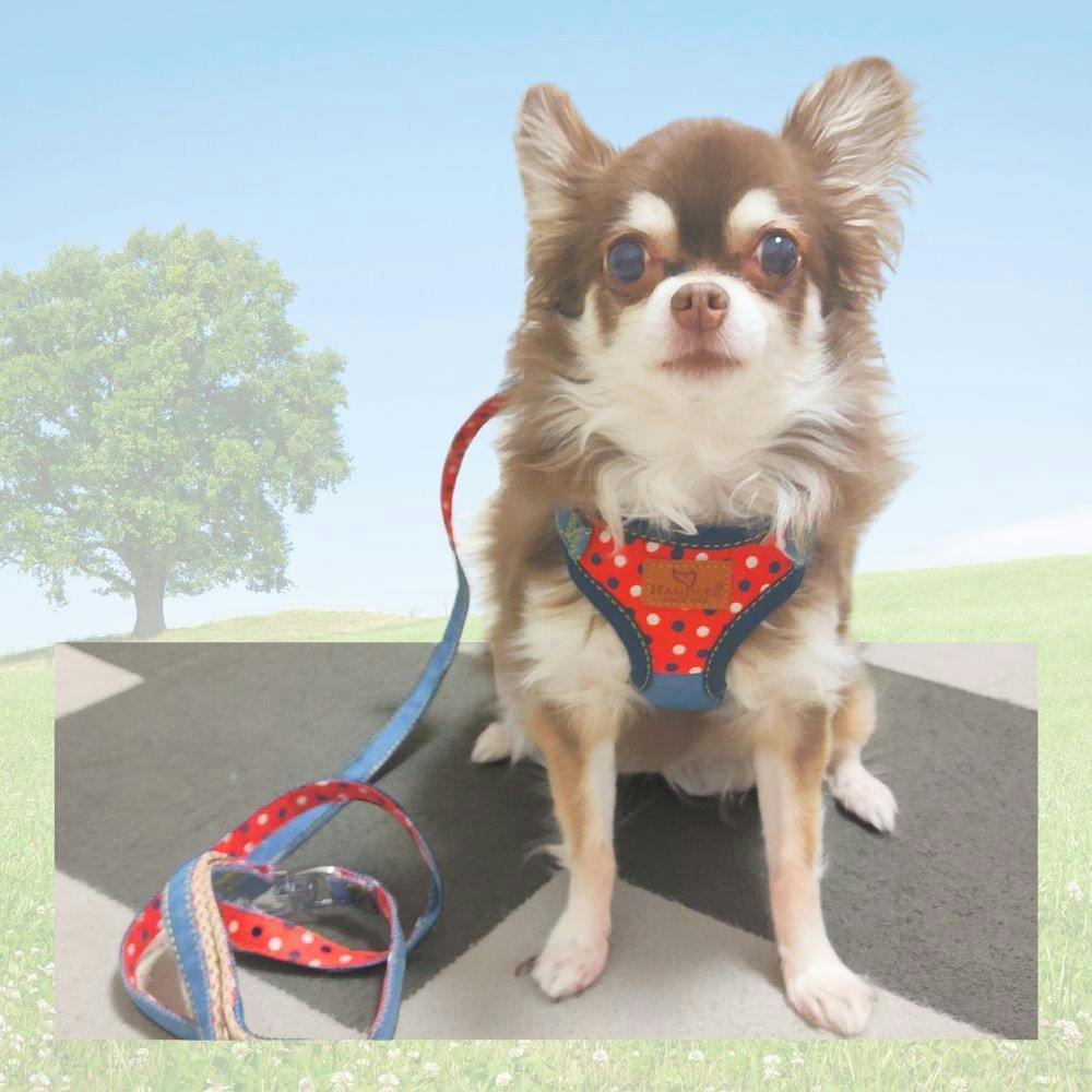 エブリデイ ドットデニム胴輪付リード レッド S | ペット用品（犬
