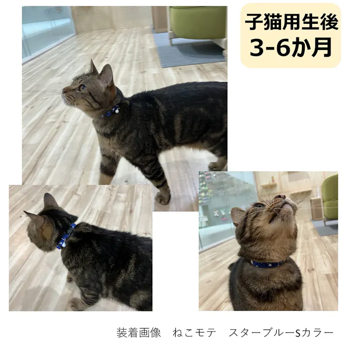 ねこモテ 子猫用 スターブルー Sカラー 青