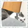 ねこモテ 猫用 唐草 Sアクセカラー 緑