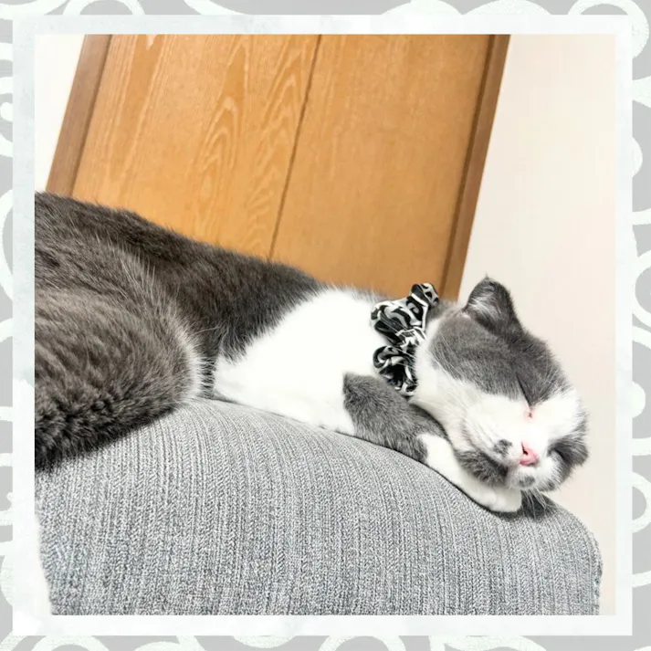 ねこモテ 猫用 唐草 Sアクセカラー 緑