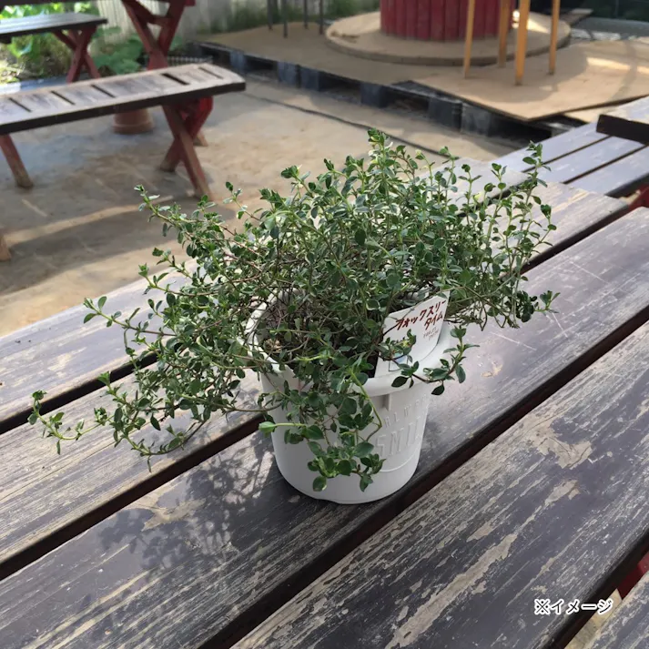 ハーブ タイム 12cmポット【別送品】
