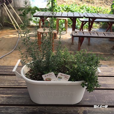ハーブ キッチンハーブ 2種寄せ植え【別送品】