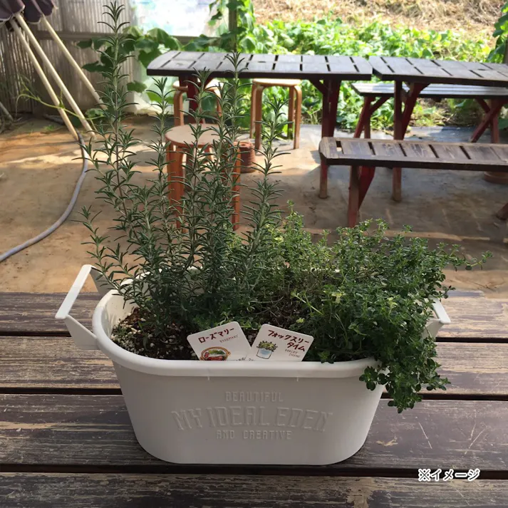 ハーブ キッチンハーブ 2種寄せ植え【別送品】