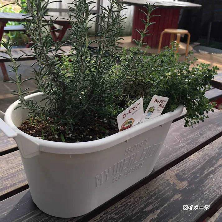 ハーブ キッチンハーブ 2種寄せ植え【別送品】
