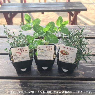 ハーブ 定番6点セット【別送品】
