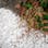 砂利 庭 アプローチ 花壇 白玉砂利 3分 12-16mm 10kg 白 玉石 天然 和風 洋風 外構 石 天然石 化粧砂利 ガーデン diy