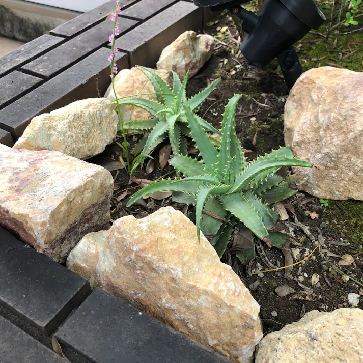 TAIKOH マーブルイエローゴロタ 90-120mm 20kg 天然大理石 ロック 景石 イエロー 黄 ベージュ 割栗 中