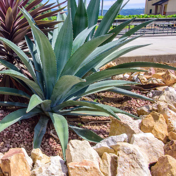 TAIKOH マーブルイエローゴロタ 100-200mm 20kg 天然大理石 ロック 景石 イエロー 黄 ベージュ 割栗 大