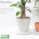 ティディ プランタブル L tidy Plantable アッシュコンセプト テラモト【平台車 台 鉢皿 植木鉢 観葉植物 コンパクト 家庭用 室内 リビング インテリア 収納】 ホワイト