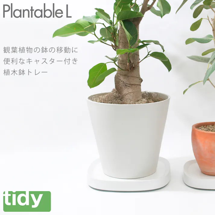 ティディ プランタブル L tidy Plantable アッシュコンセプト テラモト【平台車 台 鉢皿 植木鉢 観葉植物 コンパクト 家庭用 室内 リビング インテリア 収納】 ホワイト