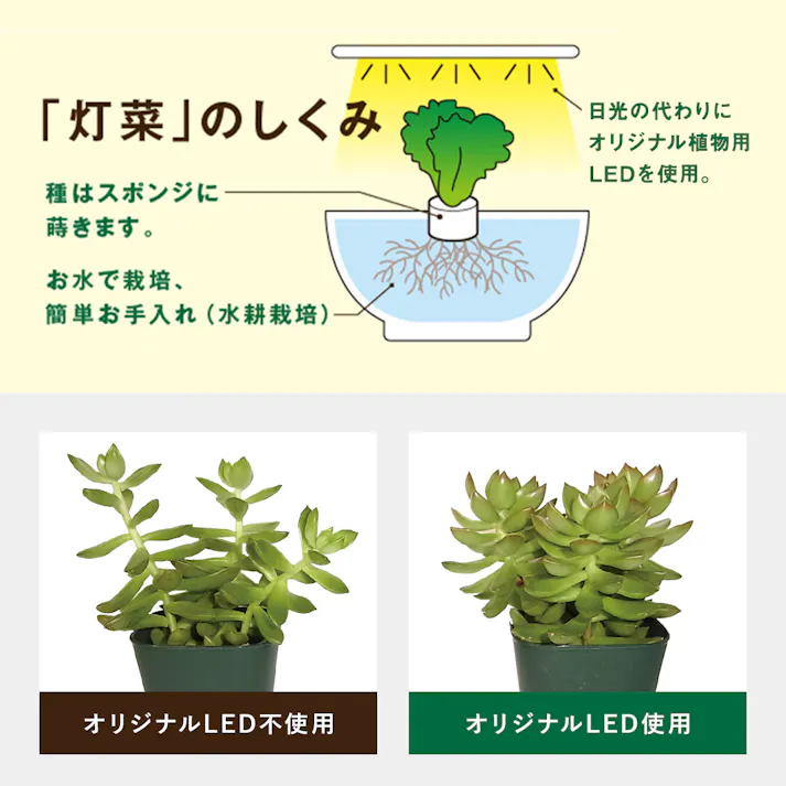 水耕栽培器 Akarina05 アイボリー