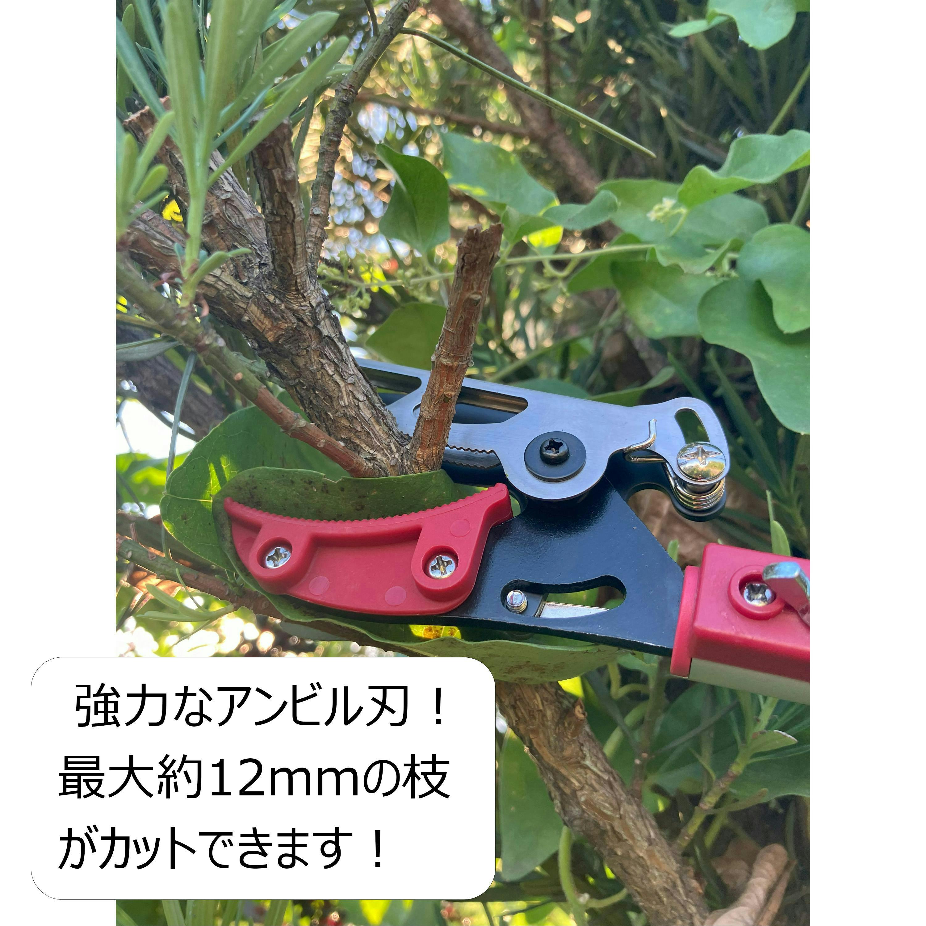 大進 伸縮式 高枝切りばさみ 2m 剪定 鋸 高枝切ばさみ 高枝切鋏