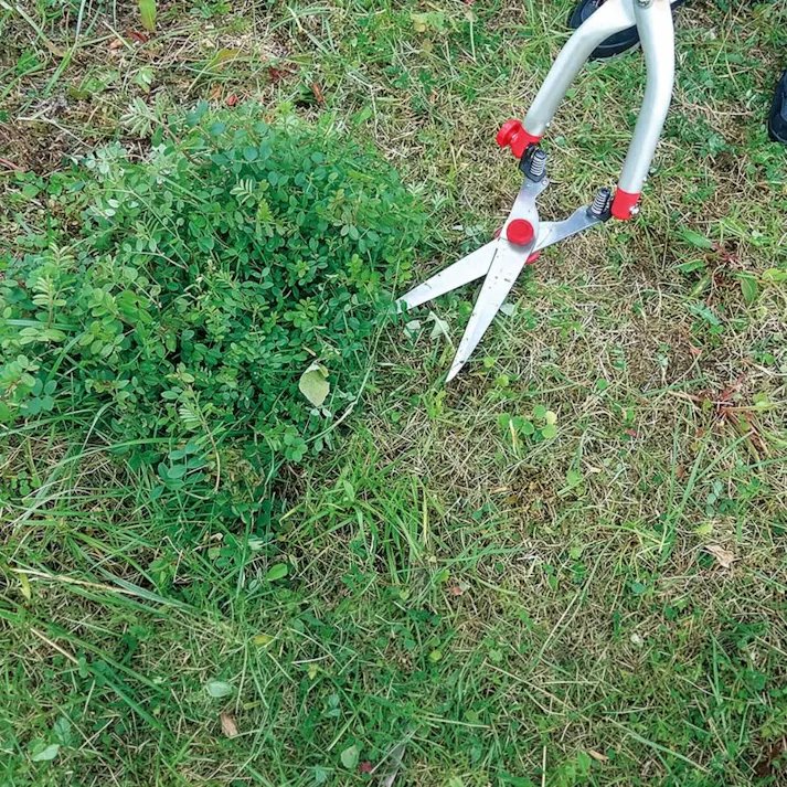 【立ったままでお手軽草刈り】 大進 たち刈る君 TK-1 草刈り 道具 草刈り機 草取り 雑草とり 道具 種類 立ったまま 草むしり 4939736502969
