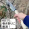 大進 哲寛 鋼付 ナタ片刃 180MM 園芸 ガーデニング 農業 女性 庭 農作業 家庭菜園 鉈 なた ナタ キャンプ アウトドア 薪割 まきわり ケース