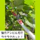 【最長3m 強力なアンビル刃 手引き鋸付き 】高枝切りバサミ 大進 手引き ノコギリ 付き 高枝 鋏 太い枝 高枝切鋏 キャッチ機能 高枝切り鋏 落とさない 枝切りバサミ 枝切り鋏 剪定鋏 枝きりばさみ はさみ 4939736701577
