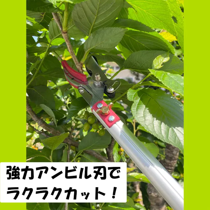 【最長3m 強力なアンビル刃 手引き鋸付き 】高枝切りバサミ 大進 手引き ノコギリ 付き 高枝 鋏 太い枝 高枝切鋏 キャッチ機能 高枝切り鋏 落とさない 枝切りバサミ 枝切り鋏 剪定鋏 枝きりばさみ はさみ 4939736701577