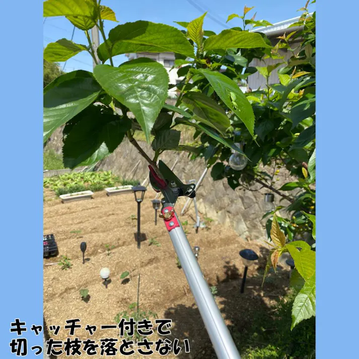 【最長3m 強力なアンビル刃 手引き鋸付き 】高枝切りバサミ 大進 手引き ノコギリ 付き 高枝 鋏 太い枝 高枝切鋏 キャッチ機能 高枝切り鋏 落とさない 枝切りバサミ 枝切り鋏 剪定鋏 枝きりばさみ はさみ 4939736701577