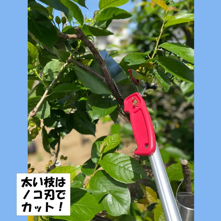 【最長3m 強力なアンビル刃 手引き鋸付き 】高枝切りバサミ 大進 手引き ノコギリ 付き 高枝 鋏 太い枝 高枝切鋏 キャッチ機能 高枝切り鋏 落とさない 枝切りバサミ 枝切り鋏 剪定鋏 枝きりばさみ はさみ 4939736701577