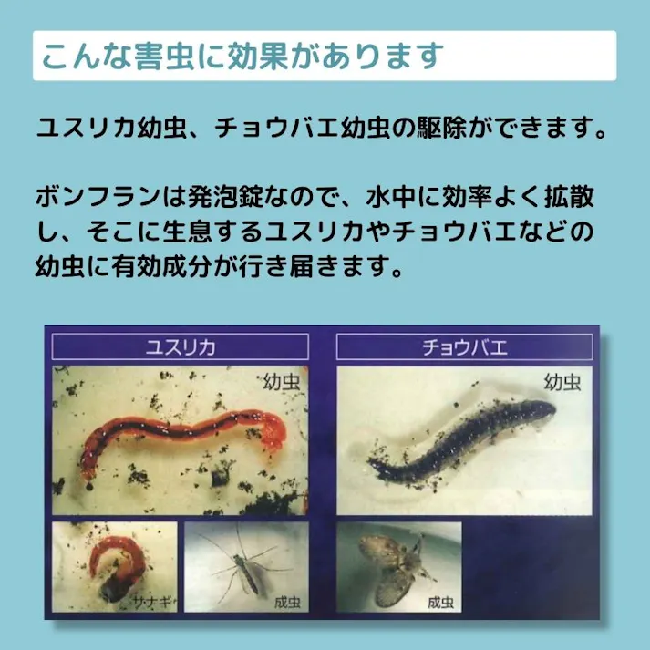 ボンフラン 5g×100錠入り