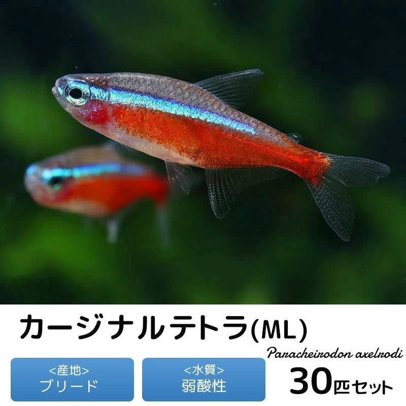 熱帯魚】初心者にお勧め カージナルテトラ（ブリード） 30匹セット