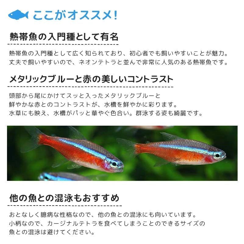 熱帯魚飼育用品 熱帯魚】初心者にお勧め カージナルテトラ（ブリード） 30匹セット