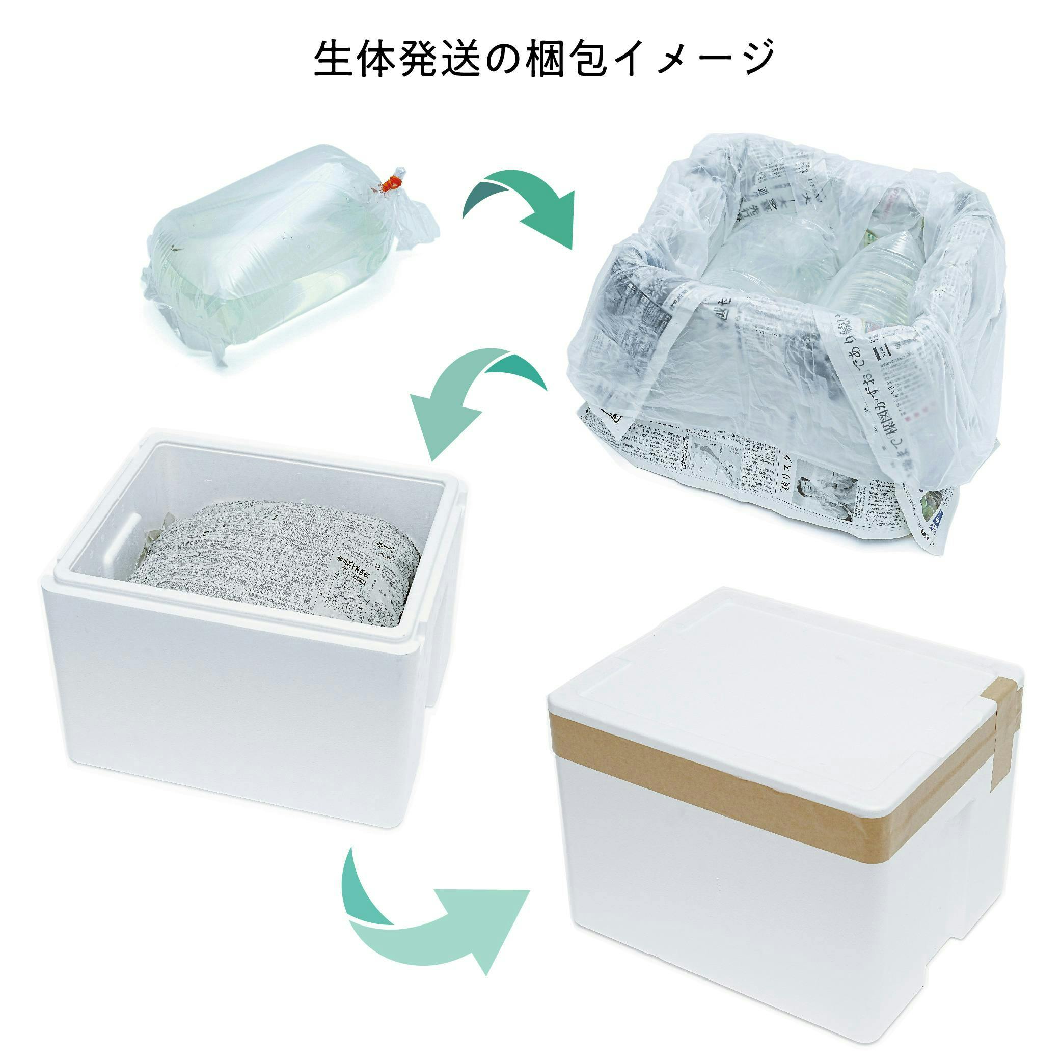 熱帯魚】初心者にお勧め カージナルテトラ（ブリード） 30匹セット