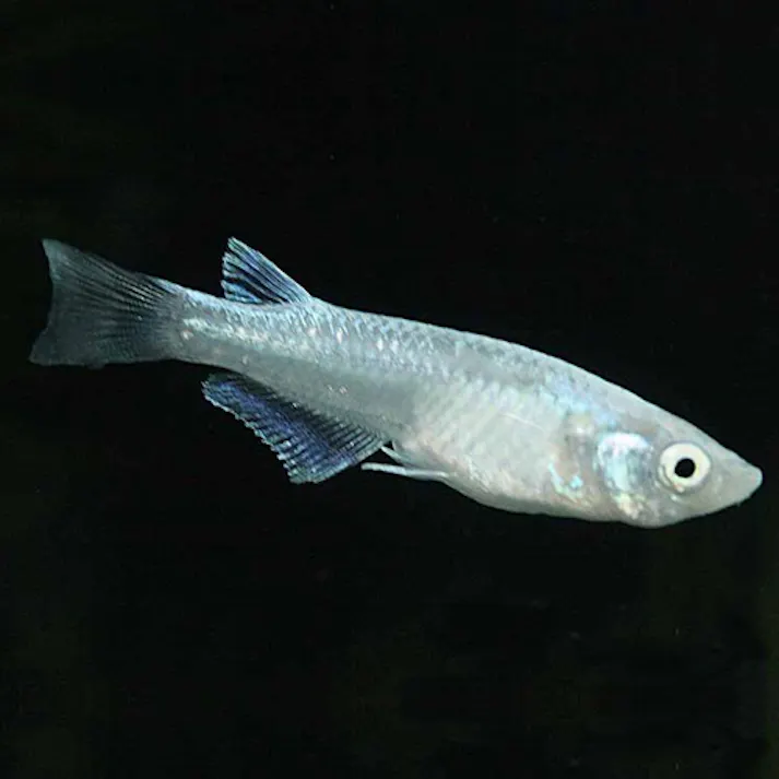 【観賞魚】初心者にお勧め 幹之メダカ 10匹セット 観賞魚の人気種 通販で生体を簡単にお届け アクアリウム メダカ