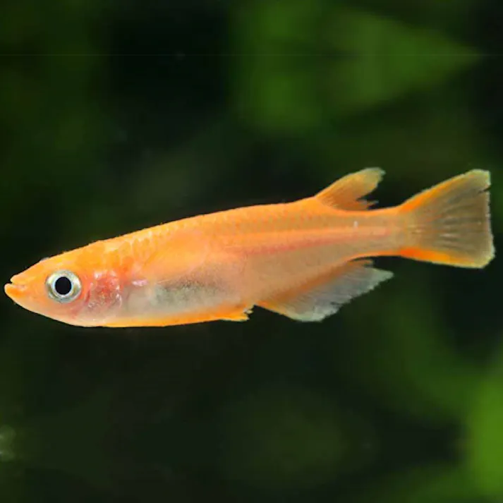 【観賞魚】初心者にお勧め 楊貴妃メダカ 10匹セット 観賞魚の人気種 通販で生体を簡単にお届け アクアリウム メダカ