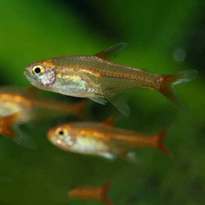 【熱帯魚】初心者にお勧め ファイヤーテトラ 30匹セット 熱帯魚の人気種 通販で生体を簡単にお届け アクアリウム