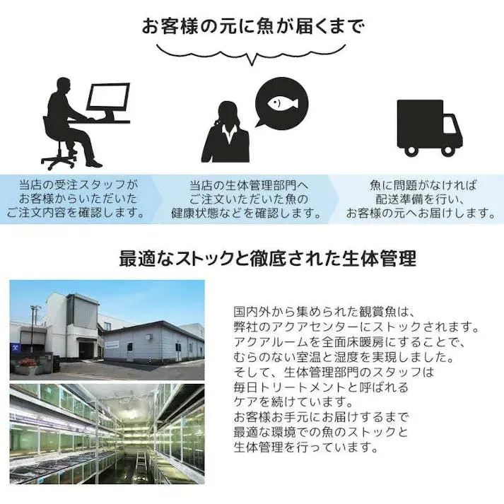 【熱帯魚】初心者にお勧め ファイヤーテトラ 30匹セット 熱帯魚の人気種 通販で生体を簡単にお届け アクアリウム