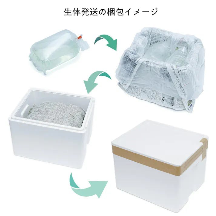 熱帯魚】初心者にお勧め ファイヤーテトラ 30匹セット 熱帯魚の人気種