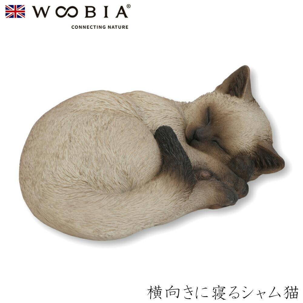 猫むすび ねこむすびのマンチカンたち | マンチカン専門キャッテリー猫結